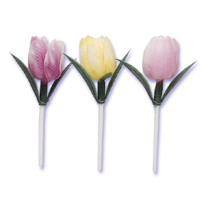 Tulip Flowers